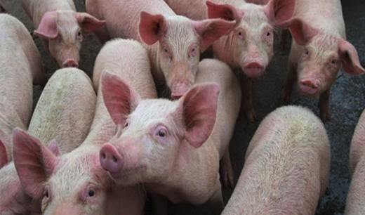 Screen Shot 2025-11-07 at 1.07.04 PM