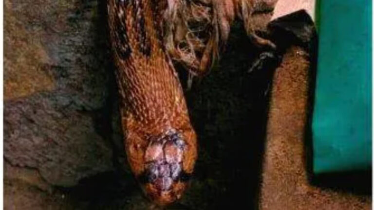 w-1280,h-720,croprect-0x0x1280x720,imgid-01kkb9q2hw9x08c0wpxn5aqyay,imgname-cobra-1773127043644