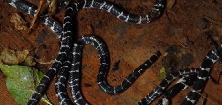 5-snakes-found-in-one-day-kozhikkode-house