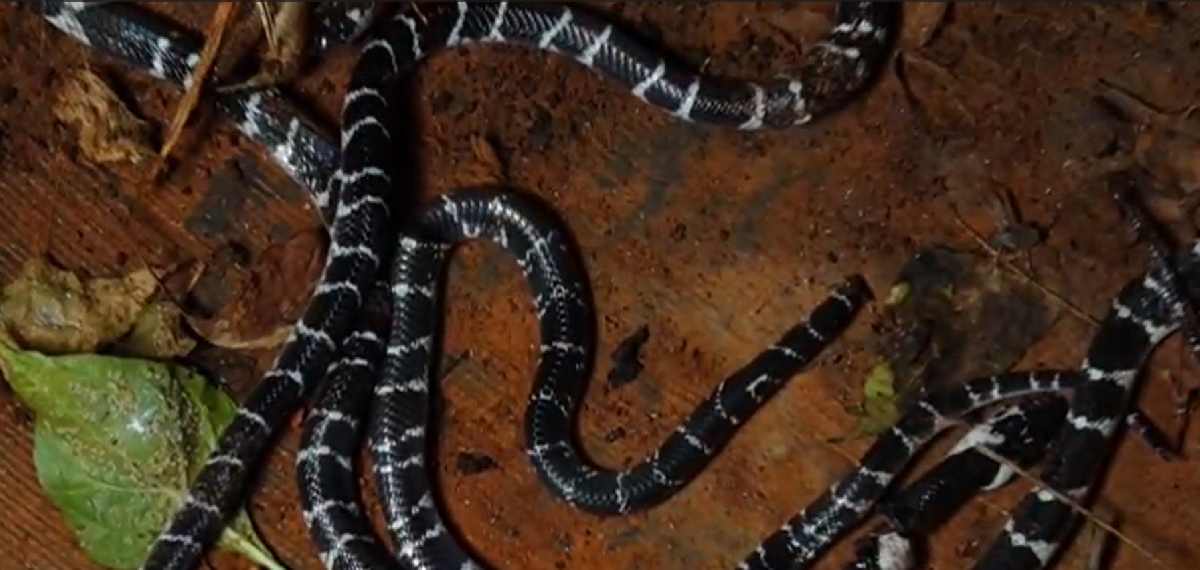 5-snakes-found-in-one-day-kozhikkode-house