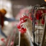 bird-flue