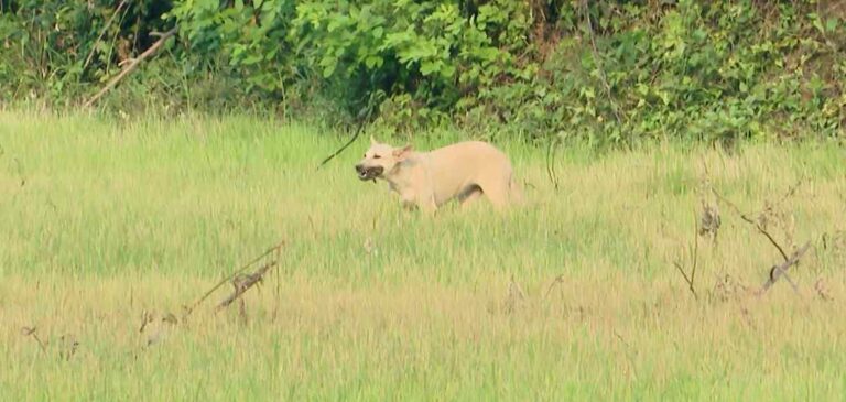 mundathikkode-firework-tragedy-boneb
