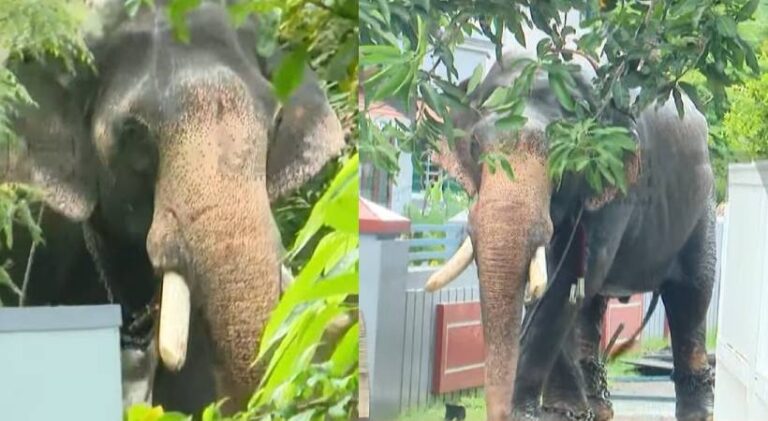 Thrissur-Elephant-Rampage