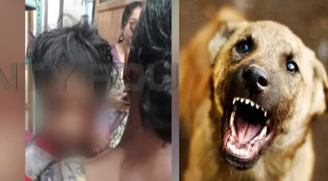 dog
