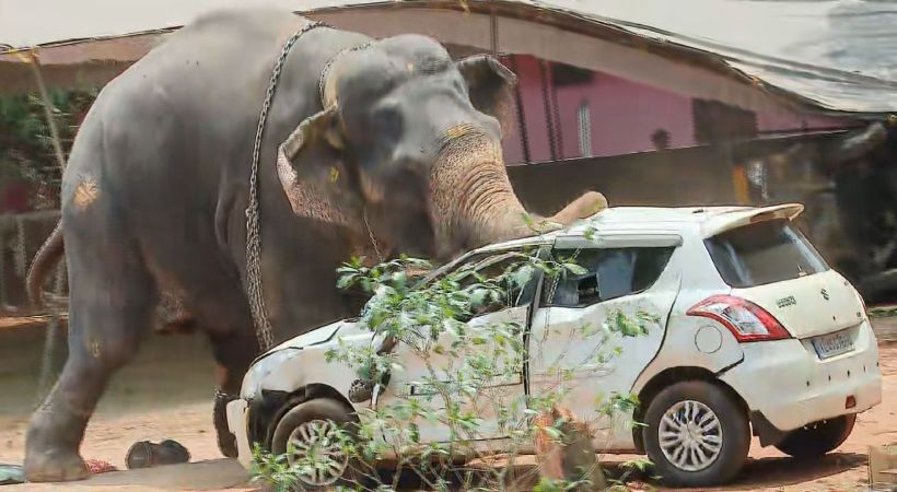 elephant-1