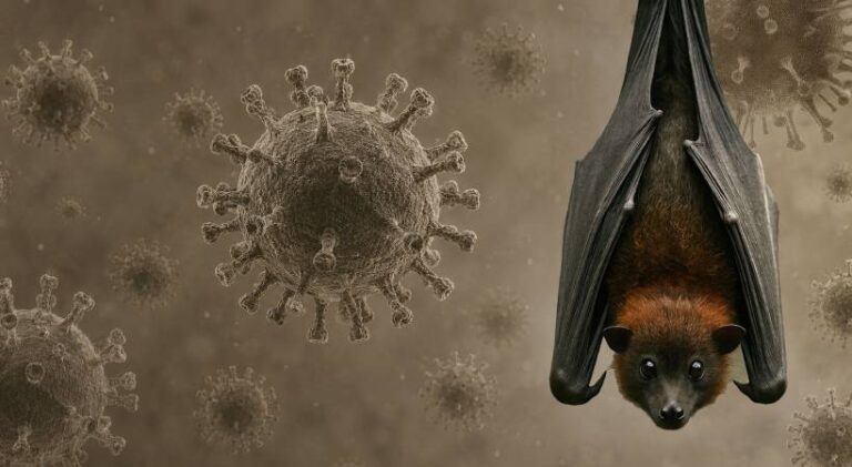 nipah-virus (1)