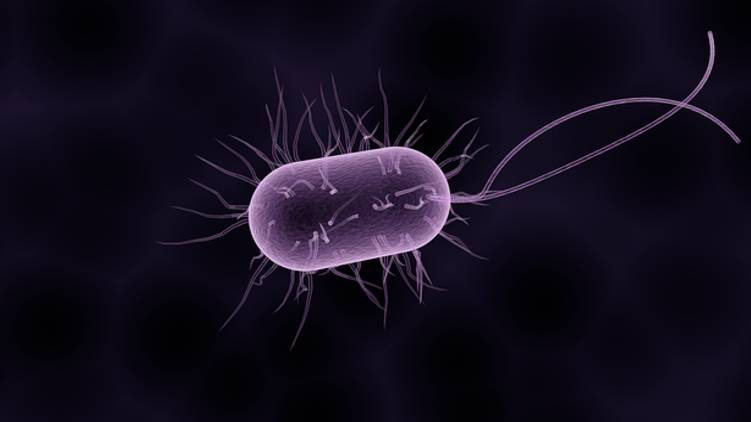 shigella-confirmed-in-attappady