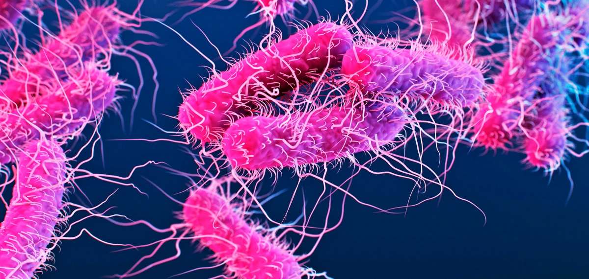 shigella