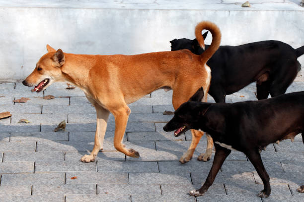 group of stray dogs walk around near the roadside in kerala kochi